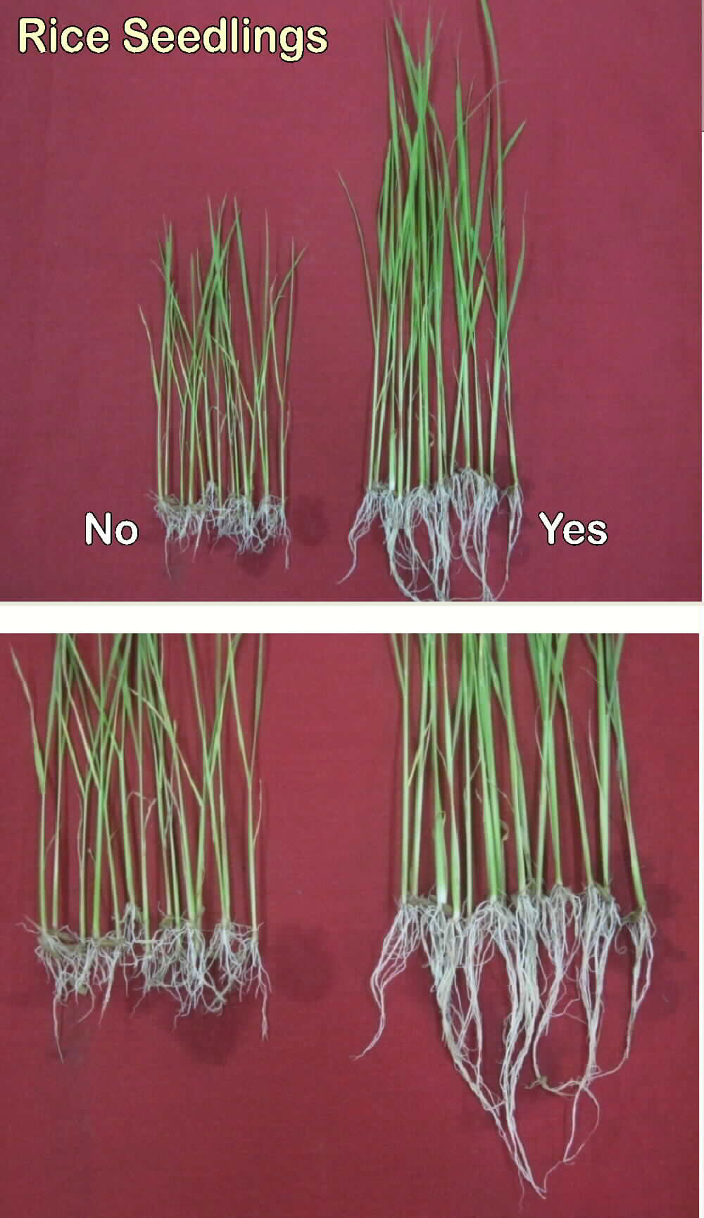 Testimonials and Before & After Photos - Aloe Vera Fertilizer